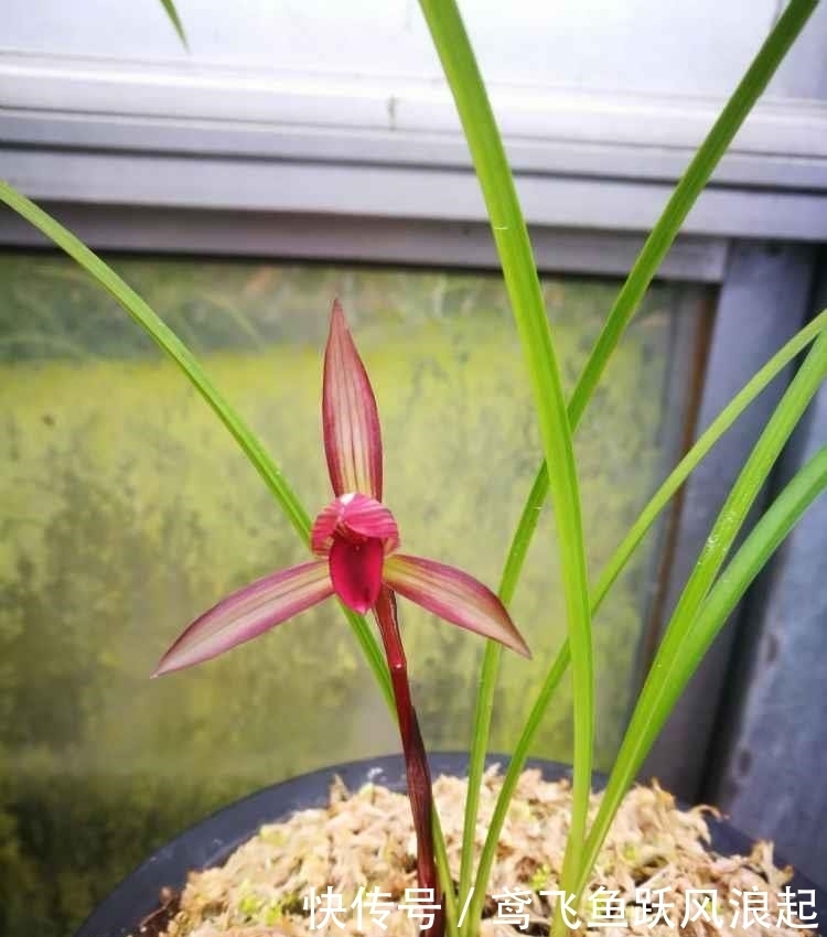 春兰顶级红素“滇红素”,花色亮眼,香味扑鼻,新手完全可以驾驭