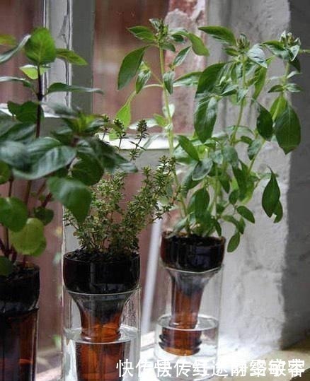 用完的洗衣液瓶千万别扔，它大有妙用！