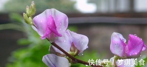 琴叶|这4种花的花期”超长“，而且开花还勤，非常好养