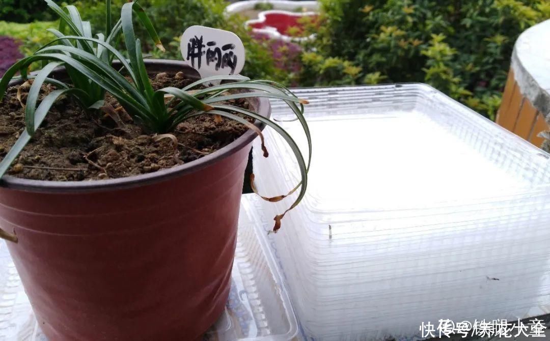 天热|养花换个方法,长得更旺,养花杀手必看