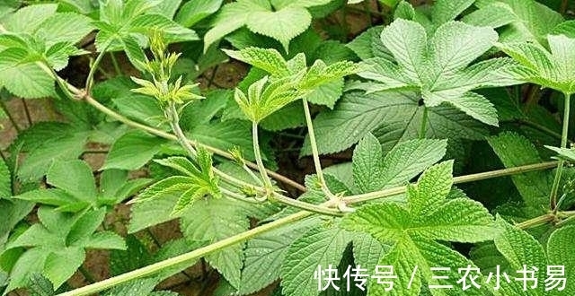 葎草|有种野草在山上人称“拉狗蛋”，狗看见都绕道走，是一味良药