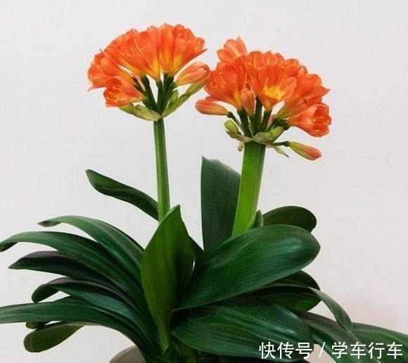 大白菜|养君子兰，学会使用3种肥料，长得就像“大白菜”，天冷就开花！