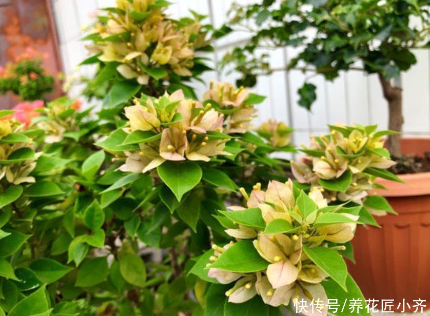 三角梅想要开花多，“高手”都会准备3种肥，再多就是浪费