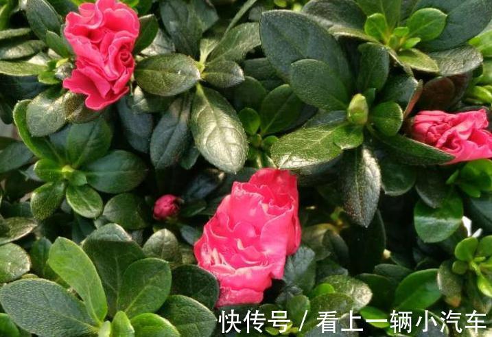 做好此几点,没养过花的,都能把杜鹃花养的花团锦簇