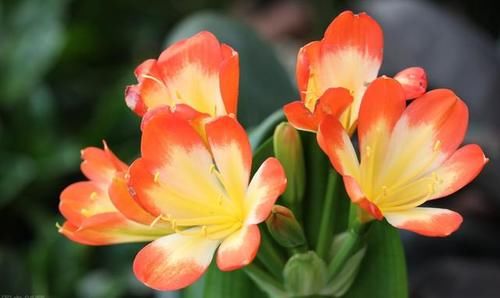 给君子兰浇水时，记住1句话，照着做，不烂根空根，生长还旺盛