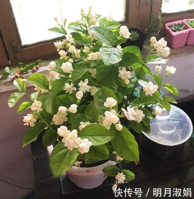 这3种花,就得使劲晒太阳,晒不够不开花