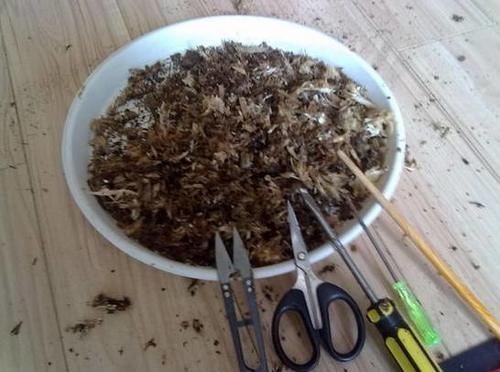 发财树君子兰烂根,可别扔了,1个小招就能救活!