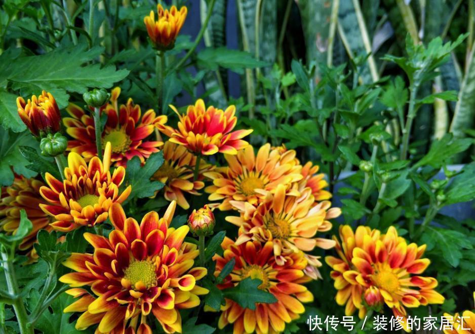 扶桑花|5种晒不死的花，一年四季都开花，不养它们别说你喜欢养花