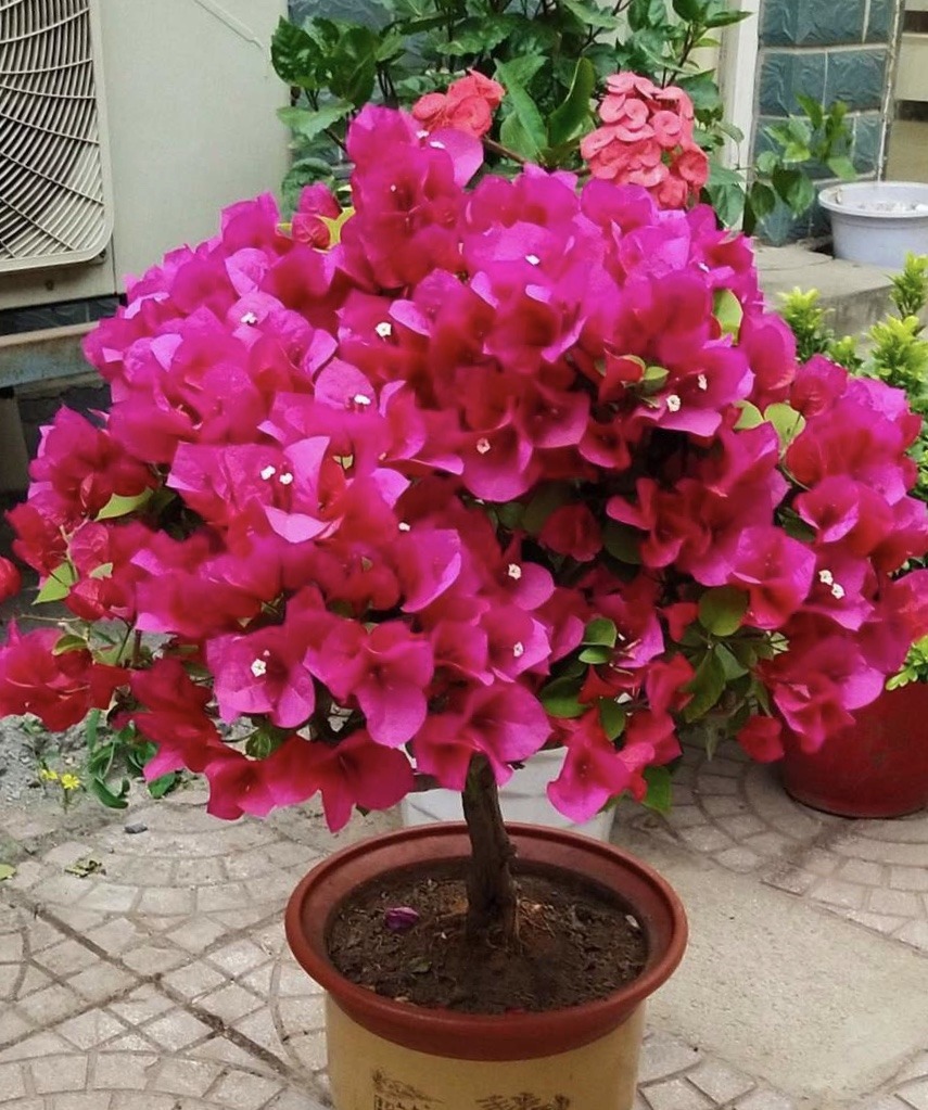 盆栽三角梅不开花，教你这“5招”花苞嗖嗖冒，一茬接一茬