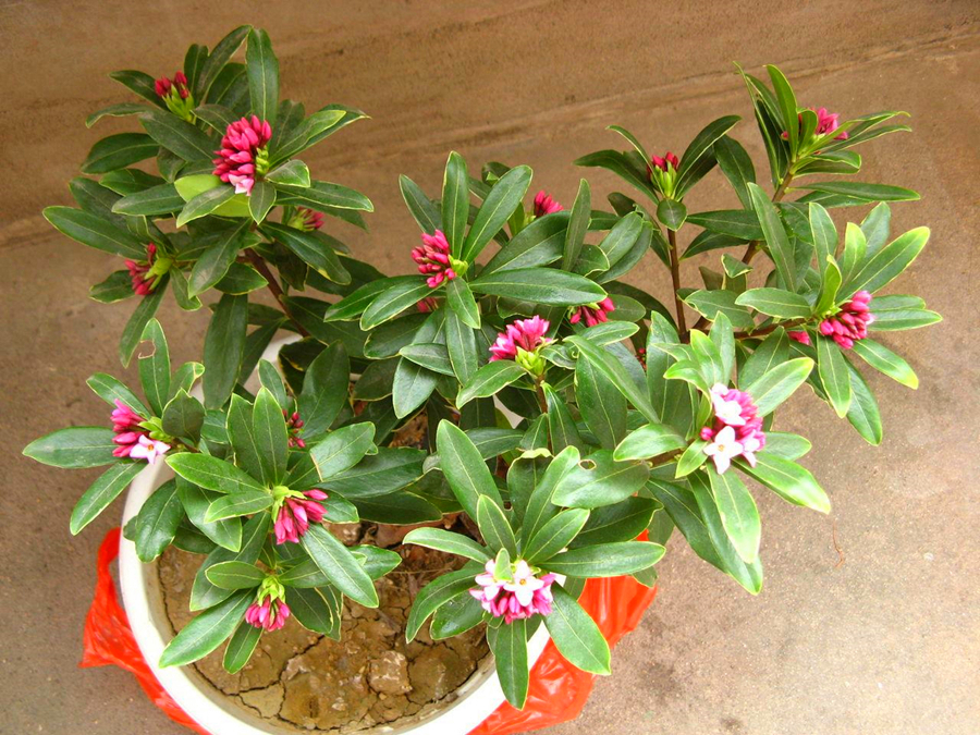 散光|5种耐阴花的日常养护,习性早知道,养花不求人