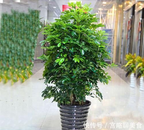 风水|阳台养花要“讲究”，3种“再丑”也要养一盆，镇宅又旺运