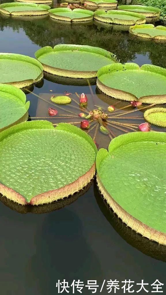 叶片|10种花太能喝水,一天一瓢水,7天爆满缸