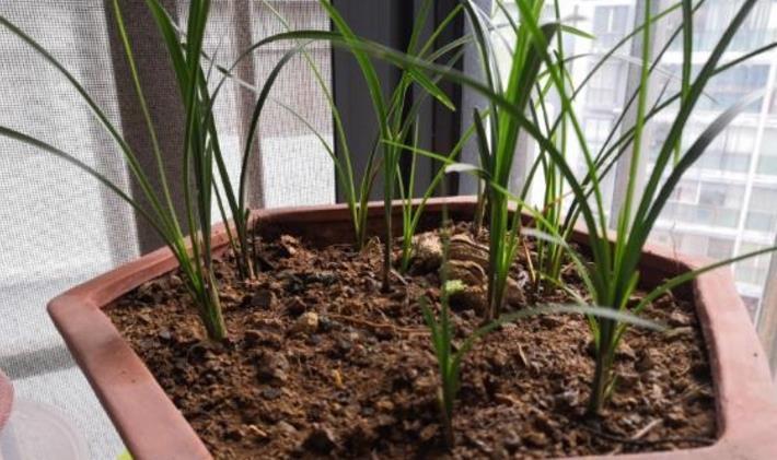 养花土不够透气,用上处理好的松针、河沙,养啥花根都长得壮