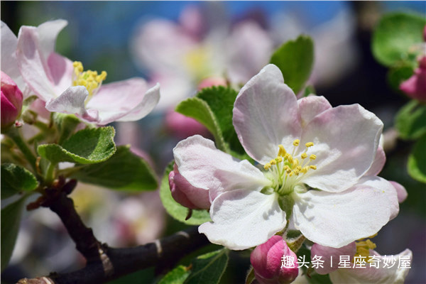 天秤座|未来20天红鸾星垂怜，桃花运入命，良缘降临，心心相印的星座