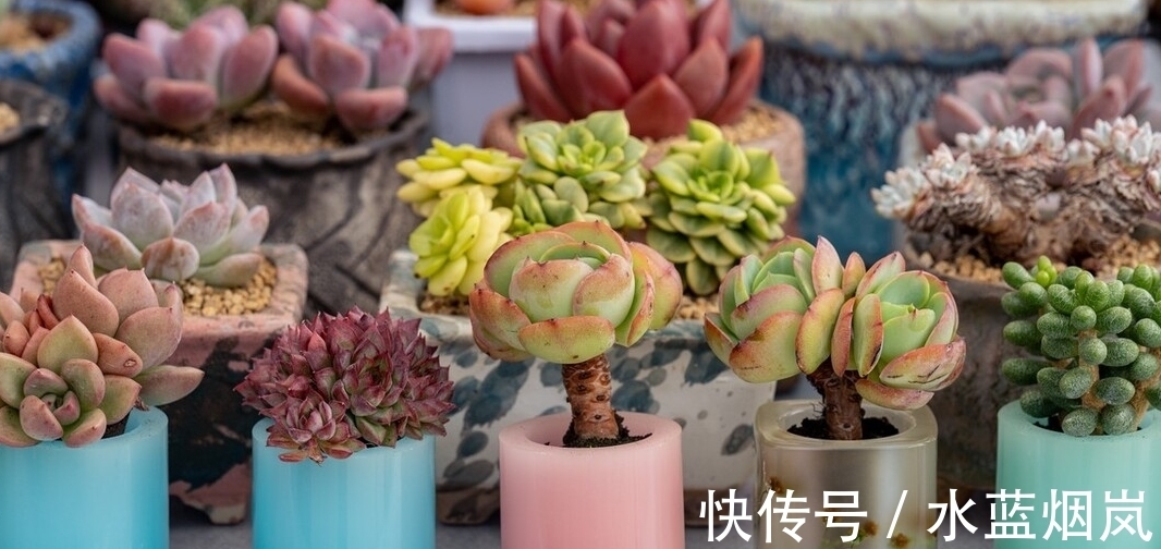 把多肉养成了菜色,怎样才能恢复成鲜艳的果冻色