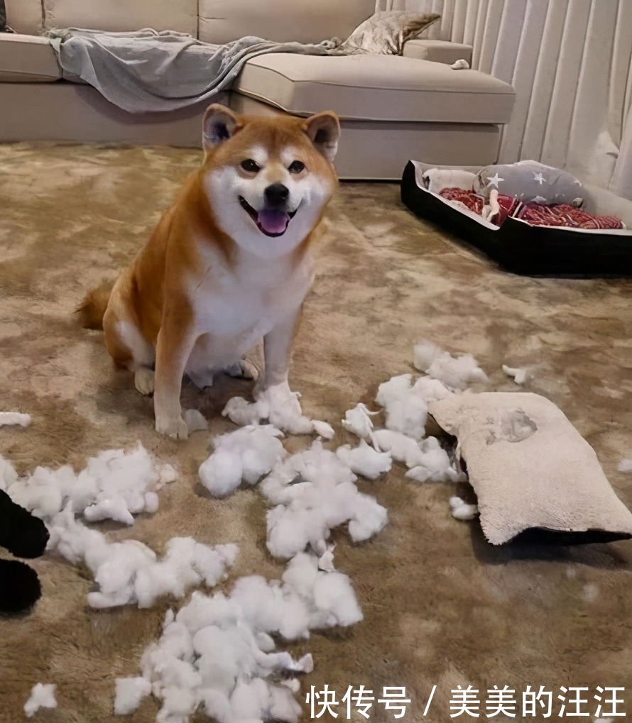 柴犬属于长毛犬还是短毛犬 柴犬属于长毛犬还是短毛犬