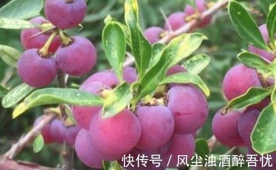 野生|被误认为是“葡萄”的野果，你可能吃过，真正了解的人很少