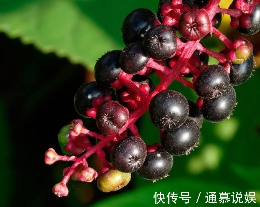 商陆|农村常见的“葡萄串”，嫩茎叶是上好野菜，殊不知根部价值更高