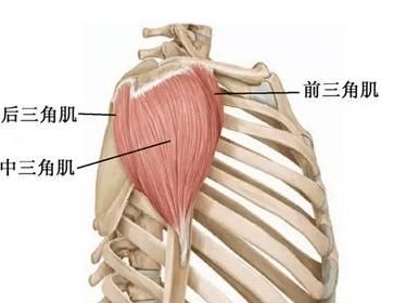 冈下肌|上肢肌肉的解剖，功能、起止点，介绍！（干货收藏）