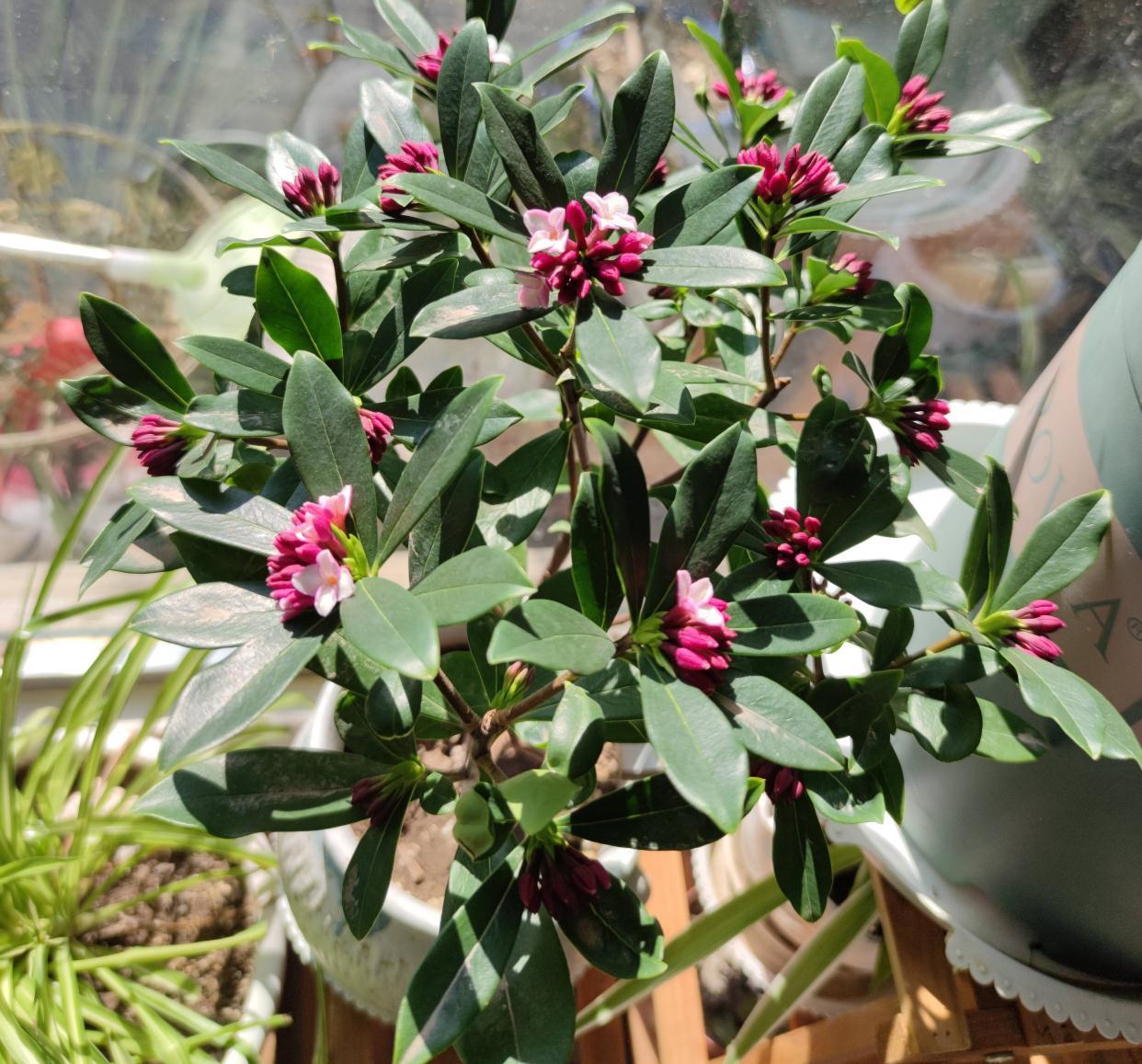 冬季养金边瑞香，做好2步很关键，过冬很顺利、花多香浓