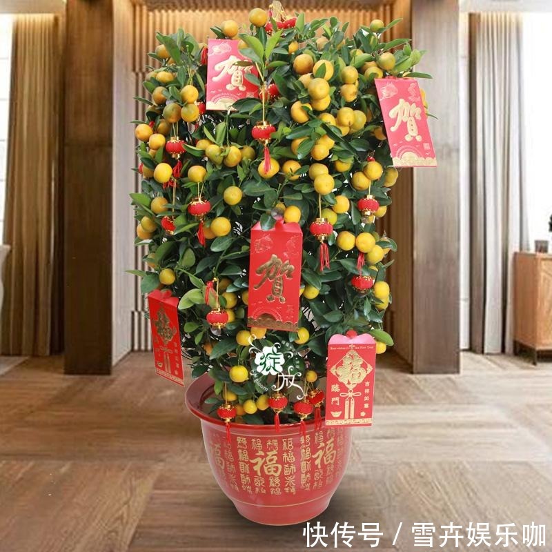 叶片|8种“漂亮花”,个个都是“招财树”,家里养一棵,不愁没钱花