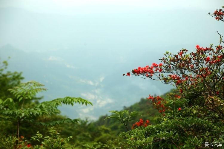 杜鹃花开芬芳自来。