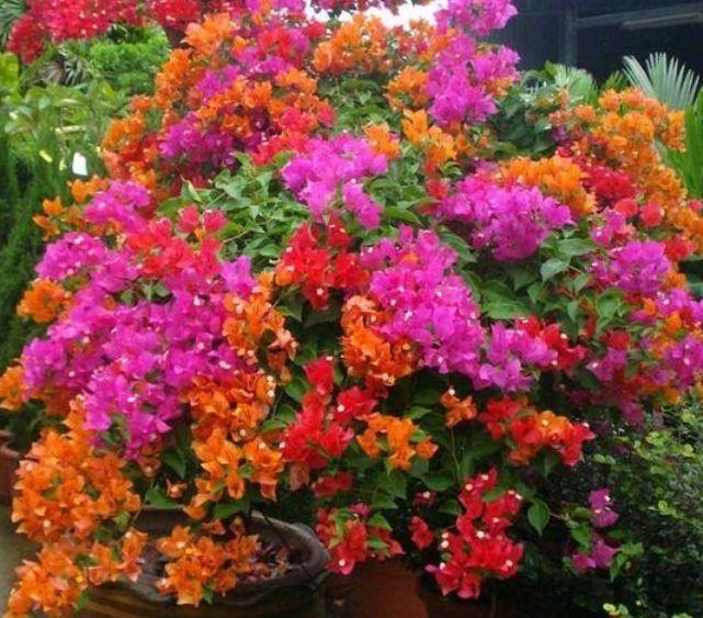 适合家养的4种花,净化空气,帮助睡眠,比绿萝好养很迷人