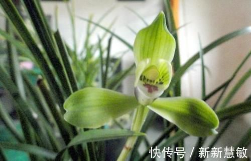 施宜|磷酸二氢钾是喷在植物叶子上还是埋到土里?