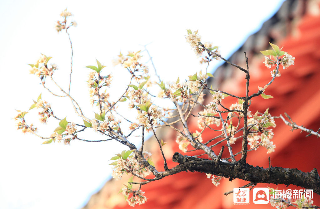 老年|南京：樱桃花开花满枝 洁白花瓣与大红古建相映成趣