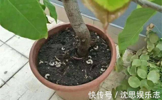 土壤|花盆里长虫子土壤“消消毒”才关键,教你3招,养啥都放心