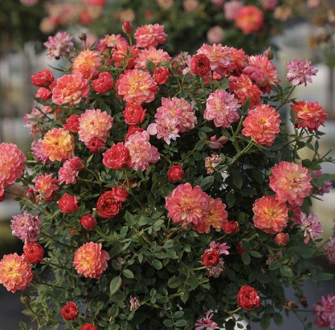 花量|可养成“棒棒糖”的三种花，花期长花朵多造型美，养眼大气不平庸