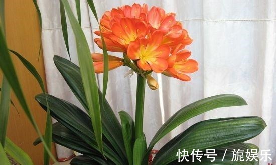 君子兰肥料给劲长得旺，这几种好肥料不能少，加一点就蹭蹭爆盆