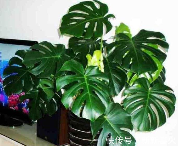 3种旺运花,吉祥添富贵,镇宅又旺财,净化空气助睡眠!