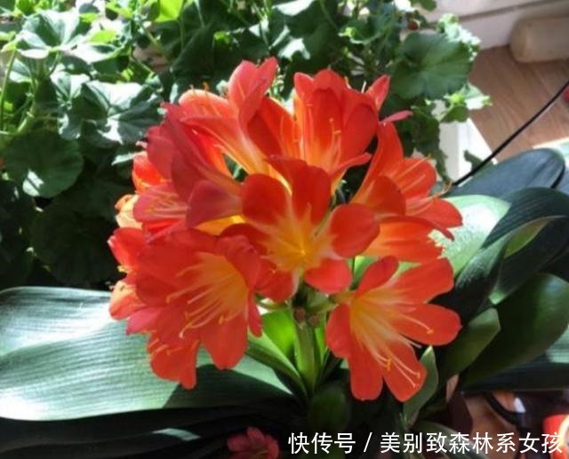 5种漂亮花,夏天不能见太阳,一见软踏踏,赶紧挪地方