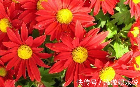 喜欢养菊就选“小红菊”,色泽鲜艳,光彩夺目,花期长室内盆栽养