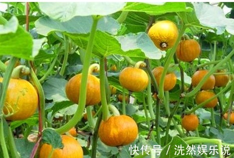 子宫|女性养生，多吃的食物，排出湿气，健胃消食，预防子宫早衰