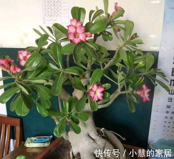 沙漠玫瑰怎么养，掌握这四点技巧枝叶翠绿花苞多