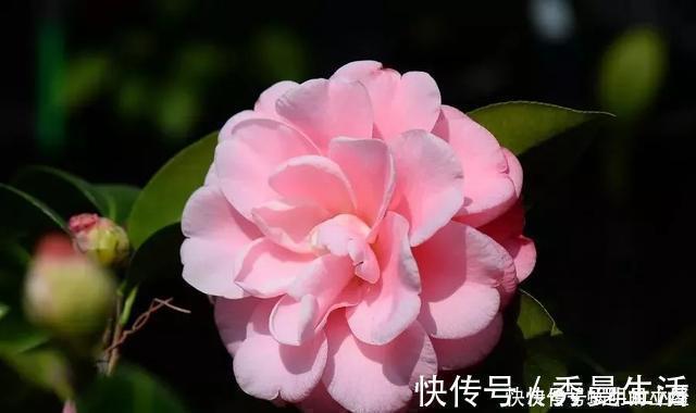 花中娇客|中国传统名花“花中娇客”,30种茶花一开,美了十里八乡