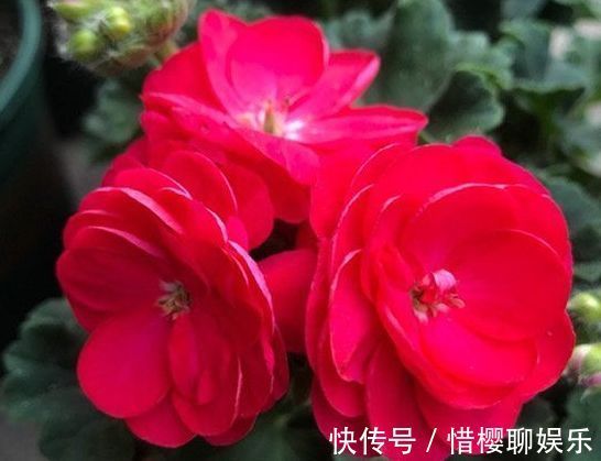 玫瑰|喜欢菊花，不如养盆“玫瑰精品”无名的裘德，水果香味，清秀迷人