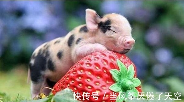 同情心|生肖猪，为人正直十分诚挚坦白，此外还富有同情心！