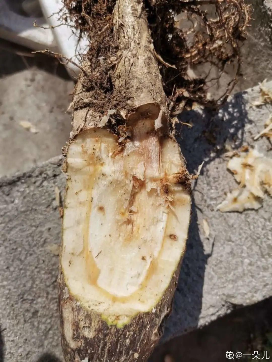 买的花总不活,秘密全在花盆里,搬起来看看才知道