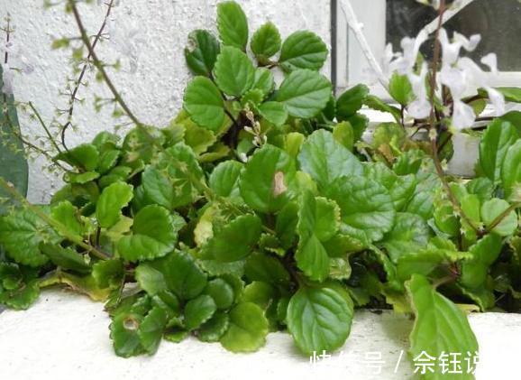 朱蕉朱蕉|家里吸烟的人太多不怕,室内盆栽上它,二手烟不再是健康克星