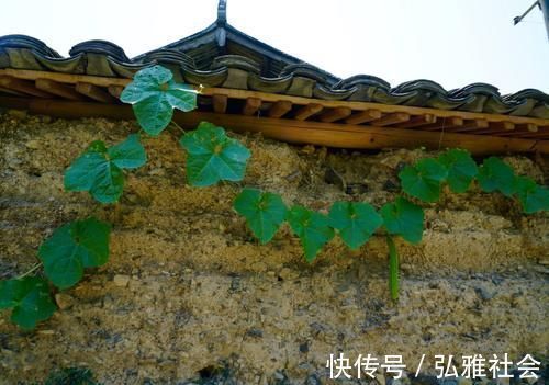 幸福瞬间|漫步浙南千年古村，村子不大鲜有游客，却因一门千年技艺名声远扬