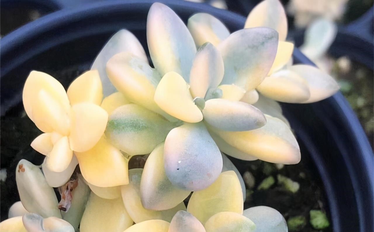 多肉有“三怕”,入冬养护要避开,猛蹿芽冒新根,憋成群生肉墩子