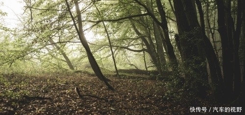 植物成煤,那几十米厚的煤层,得需要多少植物?