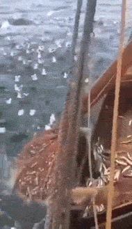 |搞笑GIF:看有些表演,需要做好安全防范