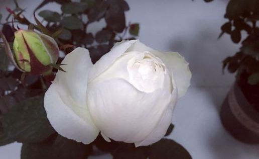 小事|养花种草乐趣多,不要着眼于花卉的状态,做好几件小事就非常有趣