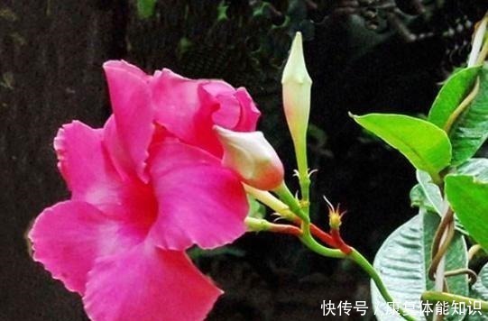 腐叶沙质土|一种小花太神奇，一对叶子6朵花，养一棵开一片，室内室外都能养！