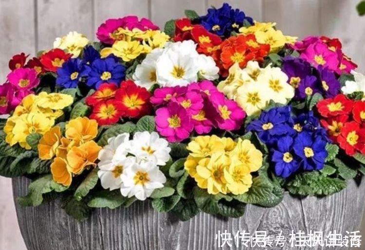仙客来|自带“福运”的3种花,开花漂亮财运来,枝头窜满花苞,美