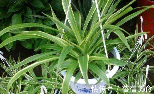 想要将吊兰养成瀑布,教你6招小技巧,不断抽藤养成绿瀑布